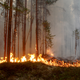 A fire burns outside Ljusdal, Sweden on July 15.